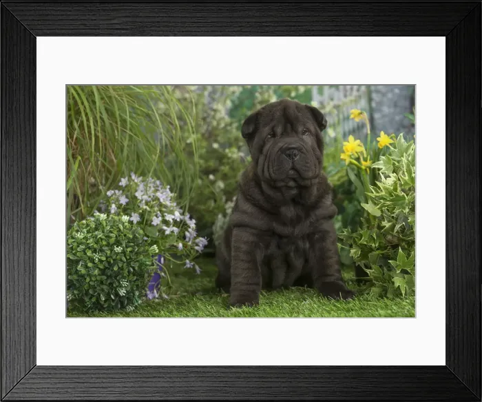 Framed Print : Picture No. 12478854 Framed Print : Picture No. 12478854