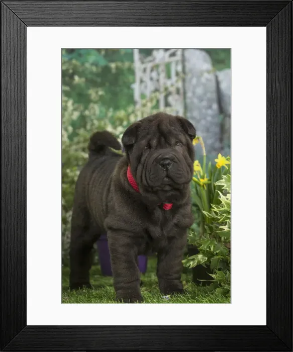 Framed Print : Picture No. 12478856 Framed Print : Picture No. 12478856