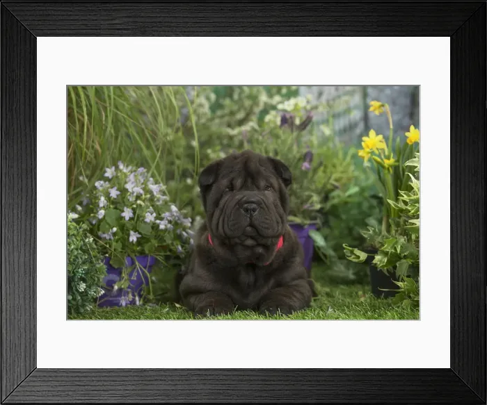 Framed Print : Picture No. 12478857 Framed Print : Picture No. 12478857