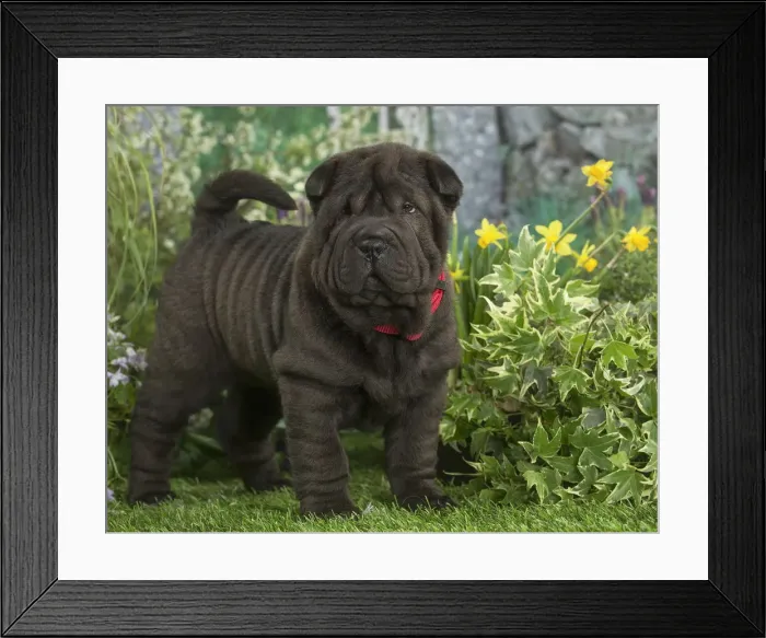 Framed Print : Picture No. 12478858 Framed Print : Picture No. 12478858