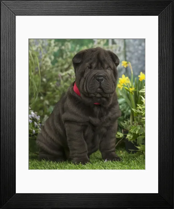 Framed Print : Picture No. 12478859 Framed Print : Picture No. 12478859