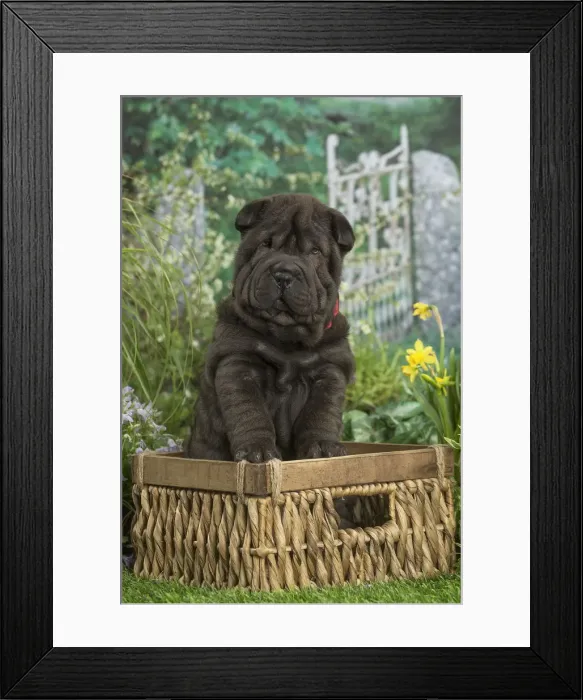 Framed Print : Picture No. 12478860 Framed Print : Picture No. 12478860
