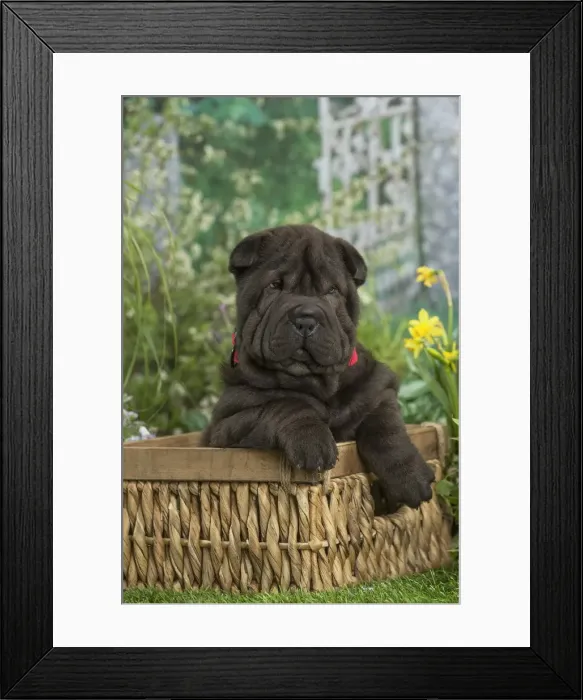 Framed Print : Picture No. 12478861 Framed Print : Picture No. 12478861