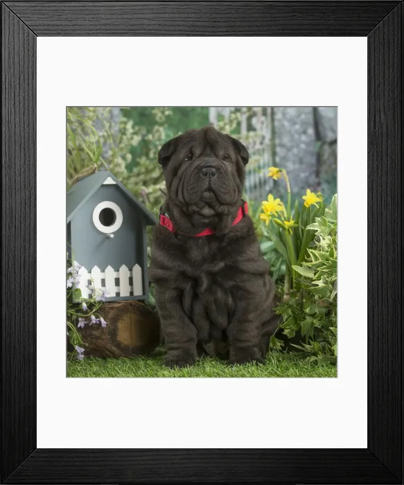 Framed Print : Picture No. 12478862