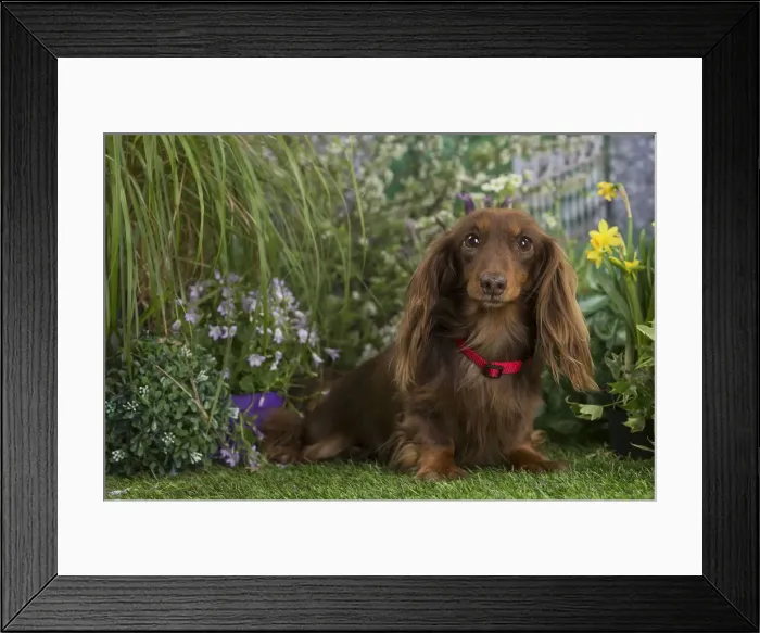 Framed Print : Picture No. 12478865 Framed Print : Picture No. 12478865