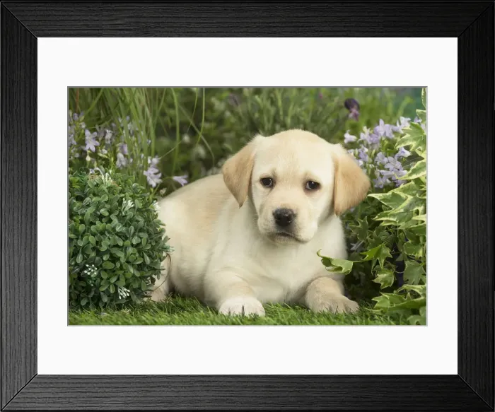 Framed Print : Picture No. 12478869 Framed Print : Picture No. 12478869