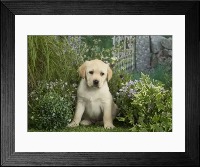 Framed Print : Picture No. 12478872 Framed Print : Picture No. 12478872