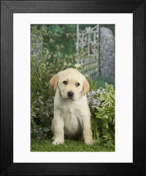 Framed Print : Picture No. 12478871 Framed Print : Picture No. 12478871