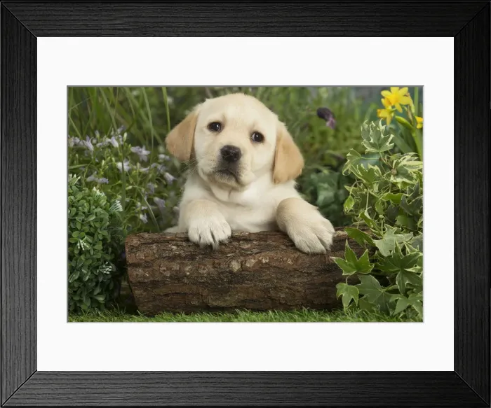 Framed Print : Picture No. 12478874 Framed Print : Picture No. 12478874