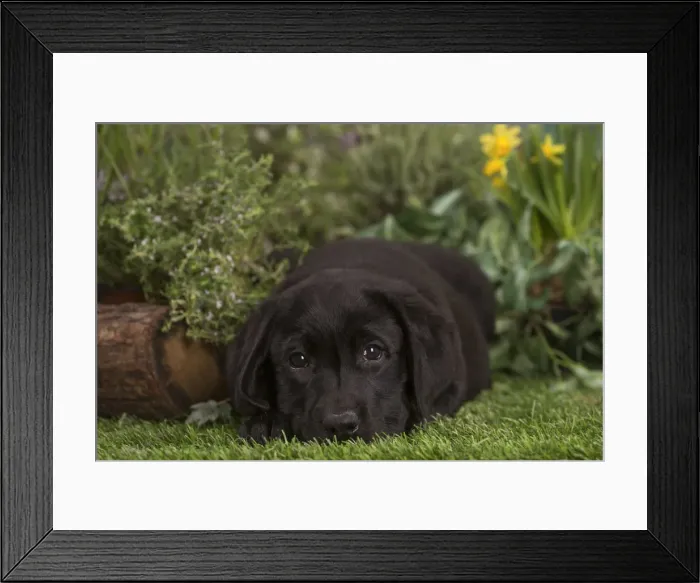 Framed Print : Picture No. 12478876 Framed Print : Picture No. 12478876