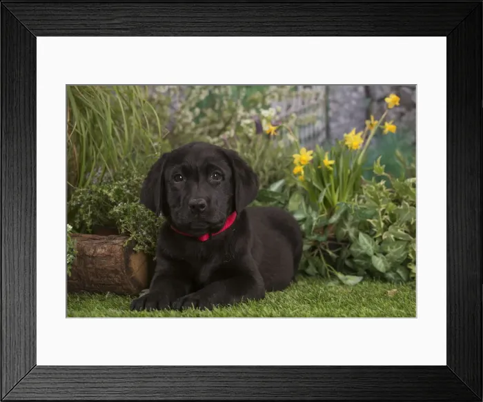Framed Print : Picture No. 12478877 Framed Print : Picture No. 12478877