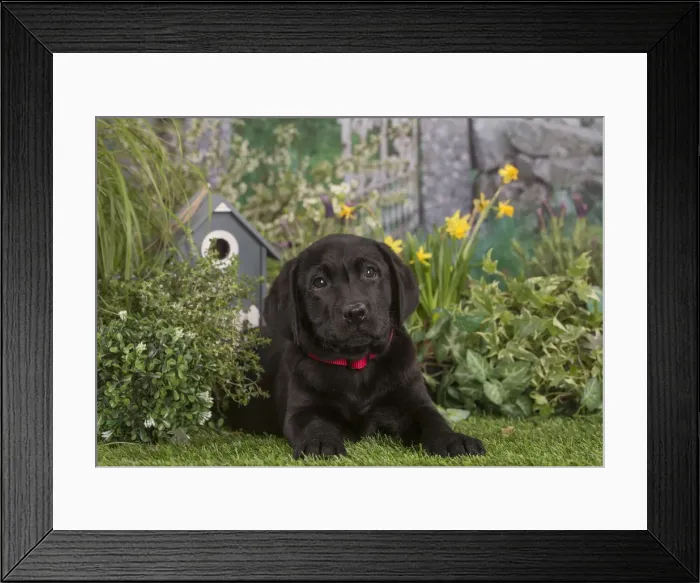 Framed Print : Picture No. 12478880 Framed Print : Picture No. 12478880