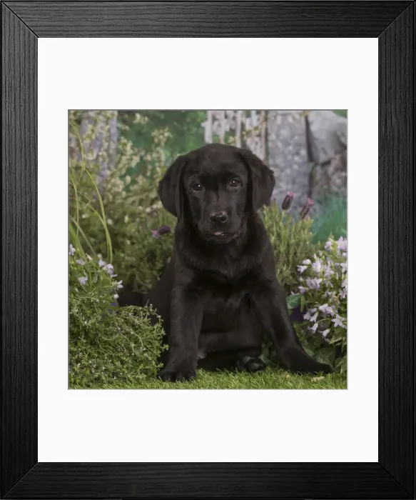 Framed Print : Picture No. 12478885 Framed Print : Picture No. 12478885