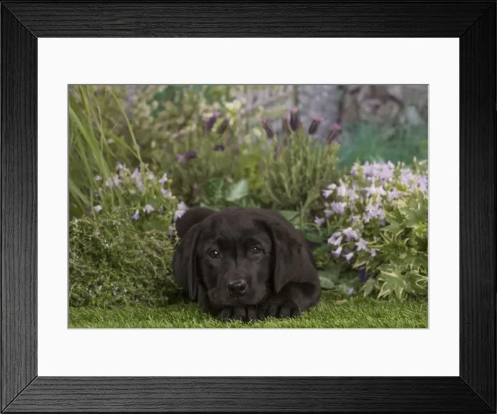 Framed Print : Picture No. 12478887 Framed Print : Picture No. 12478887