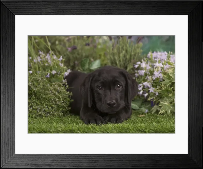 Framed Print : Picture No. 12478886 Framed Print : Picture No. 12478886