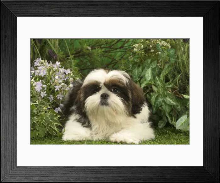 Framed Print : Picture No. 12478888