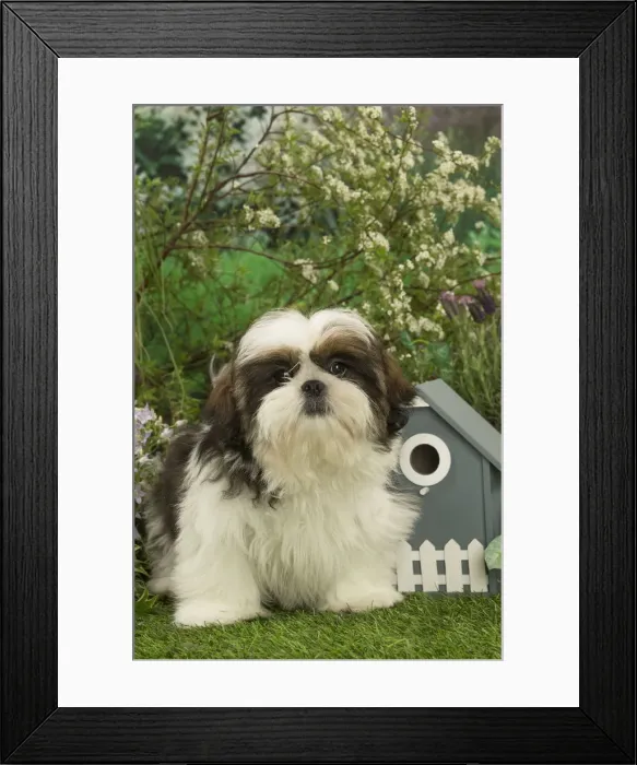 Framed Print : Picture No. 12478891 Framed Print : Picture No. 12478891