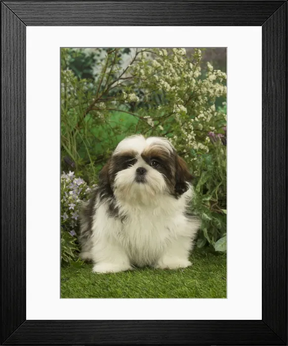 Framed Print : Picture No. 12478890