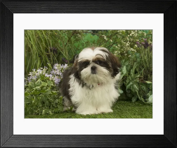 Framed Print : Picture No. 12478892