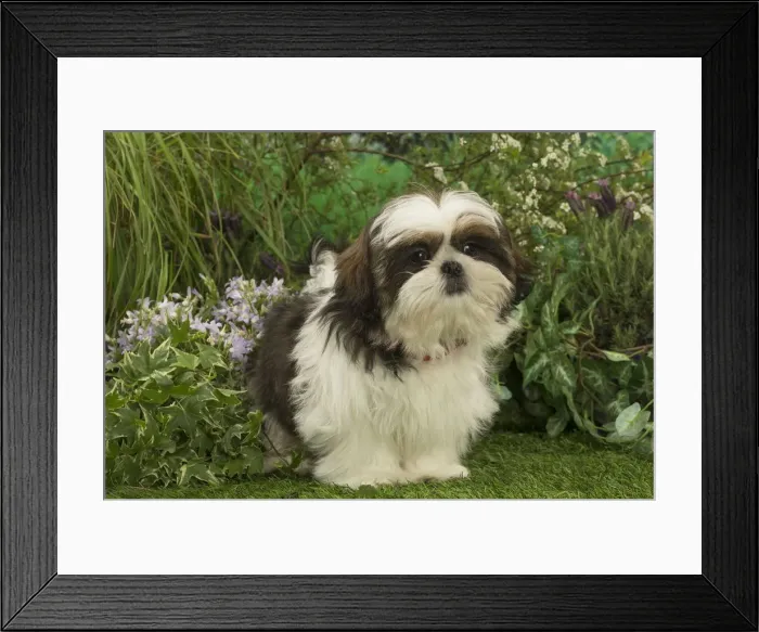 Framed Print : Picture No. 12478893 Framed Print : Picture No. 12478893