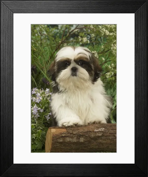 Framed Print : Picture No. 12478894