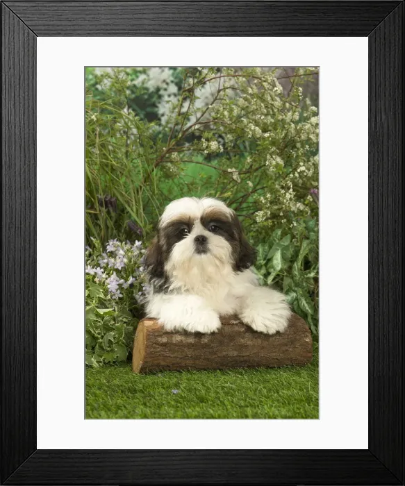 Framed Print : Picture No. 12478895 Framed Print : Picture No. 12478895