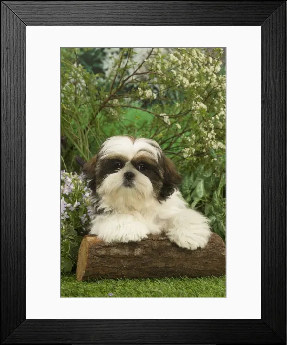 Framed Print : Picture No. 12478896