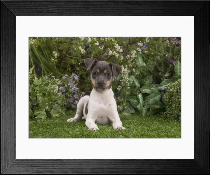Framed Print : Picture No. 12478898 Framed Print : Picture No. 12478898