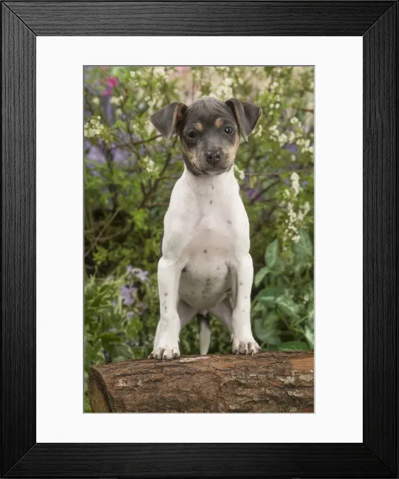 Framed Print : Picture No. 12478902 Framed Print : Picture No. 12478902