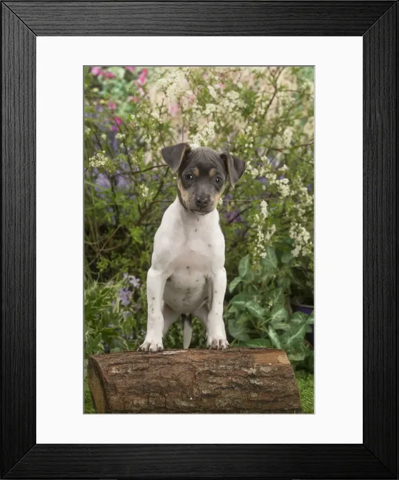 Framed Print : Picture No. 12478903 Framed Print : Picture No. 12478903