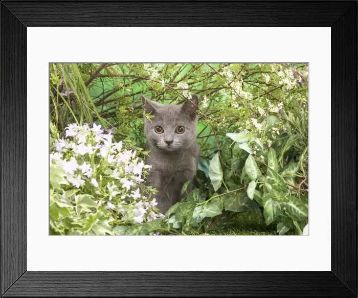 Framed Print : Picture No. 12478906 Framed Print : Picture No. 12478906
