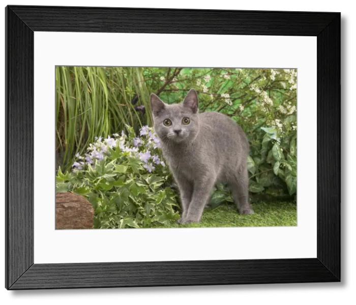 Framed Print : Picture No. 12478907 Framed Print : Picture No. 12478907