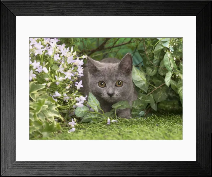Framed Print : Picture No. 12478908 Framed Print : Picture No. 12478908