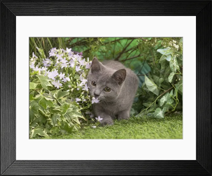 Framed Print : Picture No. 12478909 Framed Print : Picture No. 12478909