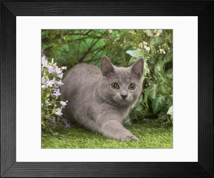 Framed Print : Picture No. 12478911 Framed Print : Picture No. 12478911