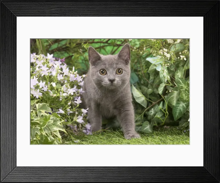 Framed Print : Picture No. 12478910 Framed Print : Picture No. 12478910
