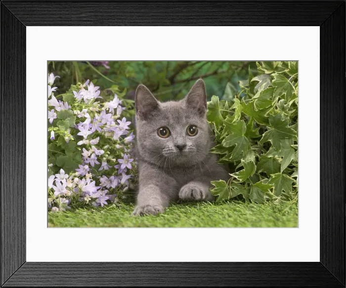 Framed Print : Picture No. 12478912 Framed Print : Picture No. 12478912