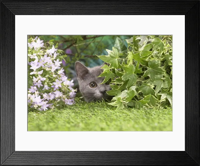 Framed Print : Picture No. 12478913 Framed Print : Picture No. 12478913