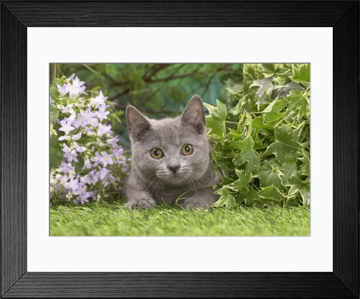 Framed Print : Picture No. 12478914 Framed Print : Picture No. 12478914