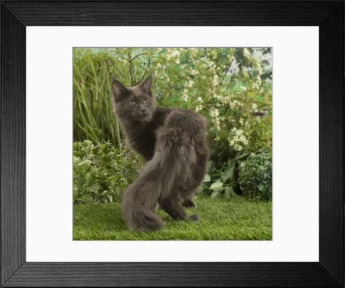 Framed Print : Picture No. 12478915 Framed Print : Picture No. 12478915