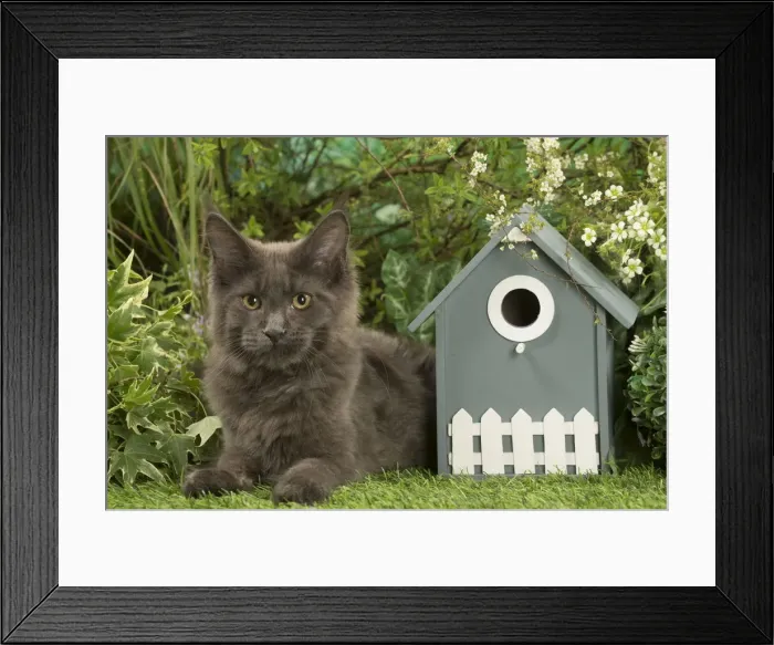 Framed Print : Picture No. 12478917 Framed Print : Picture No. 12478917
