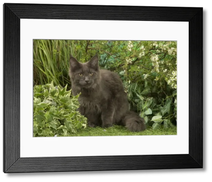 Framed Print : Picture No. 12478916 Framed Print : Picture No. 12478916