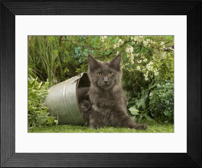 Framed Print : Picture No. 12478918 Framed Print : Picture No. 12478918