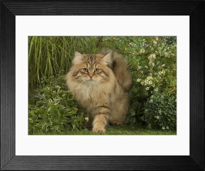 Framed Print : Picture No. 12478919 Framed Print : Picture No. 12478919