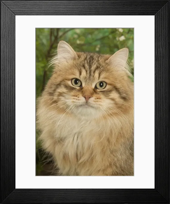 Framed Print : Picture No. 12478923 Framed Print : Picture No. 12478923