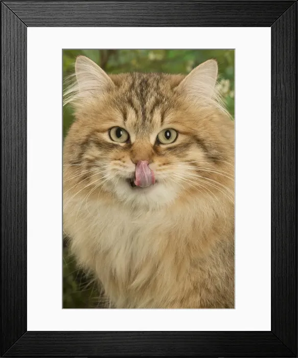 Framed Print : Picture No. 12478924 Framed Print : Picture No. 12478924