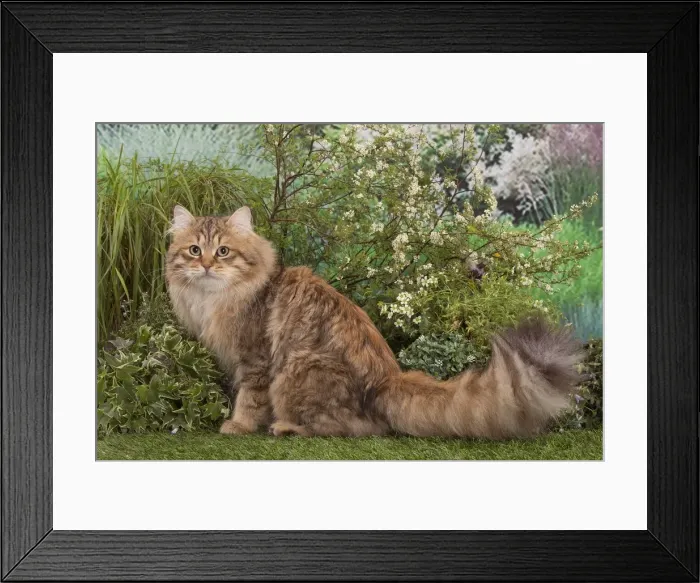 Framed Print : Picture No. 12478925 Framed Print : Picture No. 12478925
