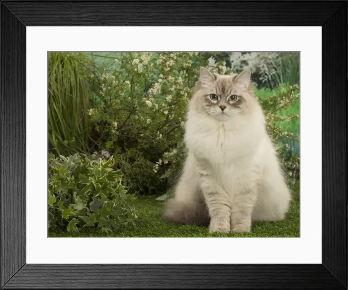 Framed Print : Picture No. 12478928 Framed Print : Picture No. 12478928