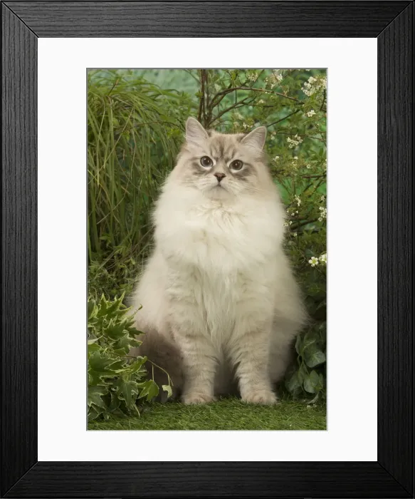 Framed Print : Picture No. 12478931 Framed Print : Picture No. 12478931