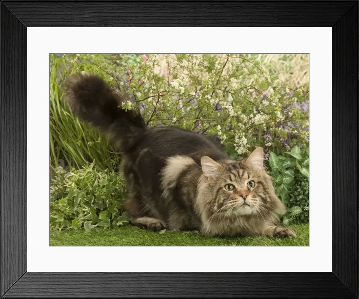 Framed Print : Picture No. 12478932 Framed Print : Picture No. 12478932